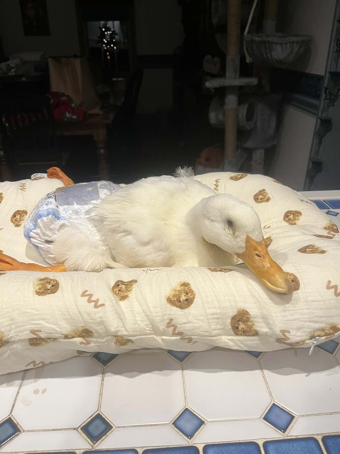 Hank, a Pekin duck with a leg deformity